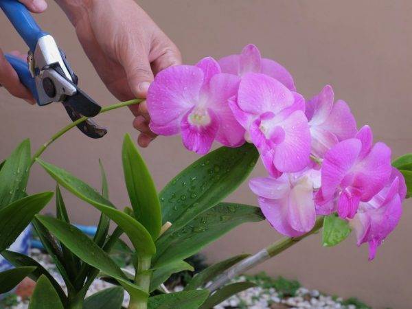 Орхидея фаленопсис мультифлора: виды, фото и уход в домашних условиях, а также описание, что это такое и что значит "мультицветковый"