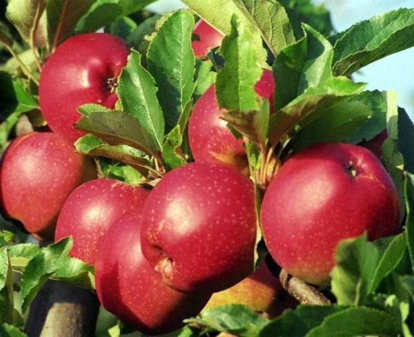 Характеристика яблони сорта Коваленковское с фото