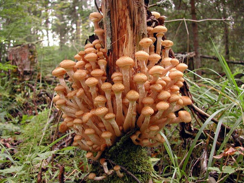 Ложные грибы рыжики: описание, фото