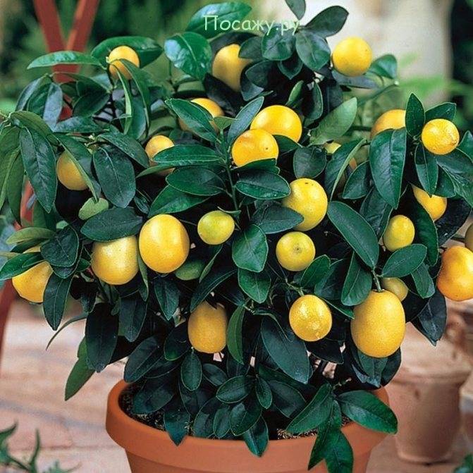 Как и для чего прививать лимон в расщеп, черенком, уход и условия плодоношения