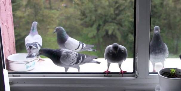 Как избавиться от голубей на балконе: методы отпугивания птиц