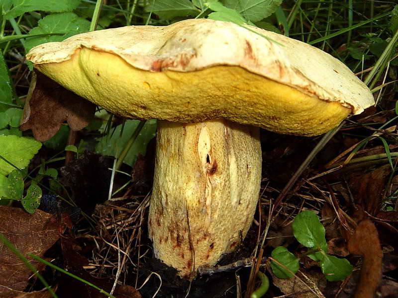 Описание полубелого гриба - дневник садовода semena-zdes.ru