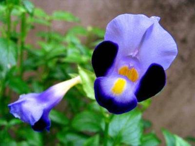 Торения (torenia): виды цветка, посадка и уход