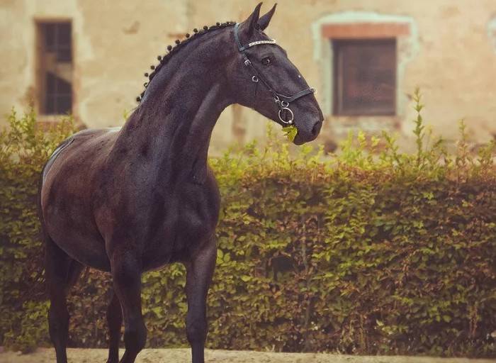 Терская порода лошадей: экстерьер, характер и фото | мои лошадки