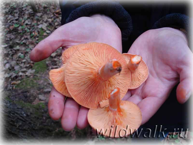 Съедобные грибы ленинградской области: фото и описание, где собирать