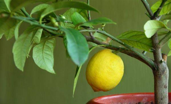 Как ухаживать за лимоном дома: чем подкормить, как обрезать и поливать