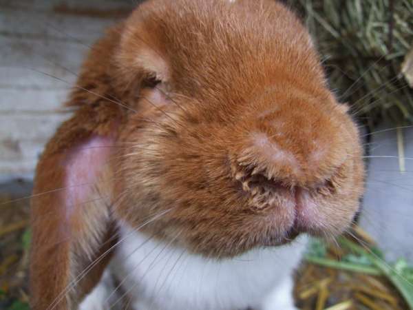 Ринит у кроликов: основные симптомы и лечение