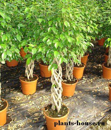 Грунт для кофейного дерева: как подобрать состав почвы и чем подкормить растение? selo.guru — интернет портал о сельском хозяйстве