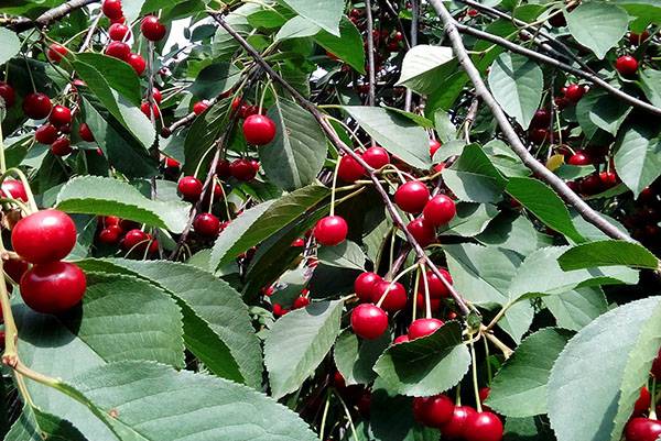 Болезни вишни и их лечение: способы борьбы с вредителями, чем обработать листья