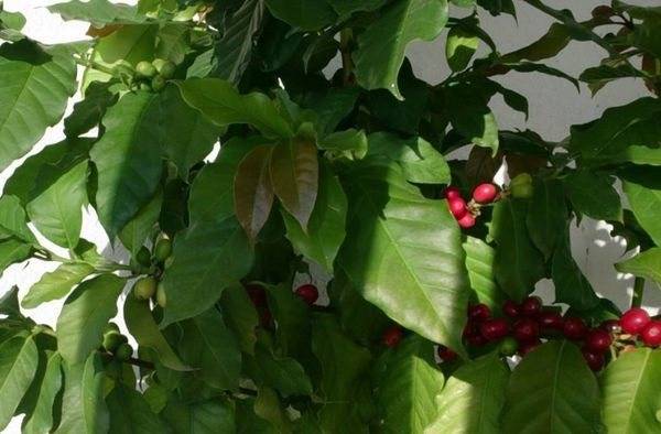 Растение кофе, уход и выращивание в домашних условиях