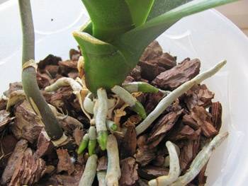 Инструкция, как нарастить корни у детки орхидеи