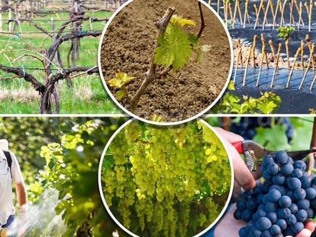 Обработка винограда осенью от болезней и вредителей, перед укрытием на зиму