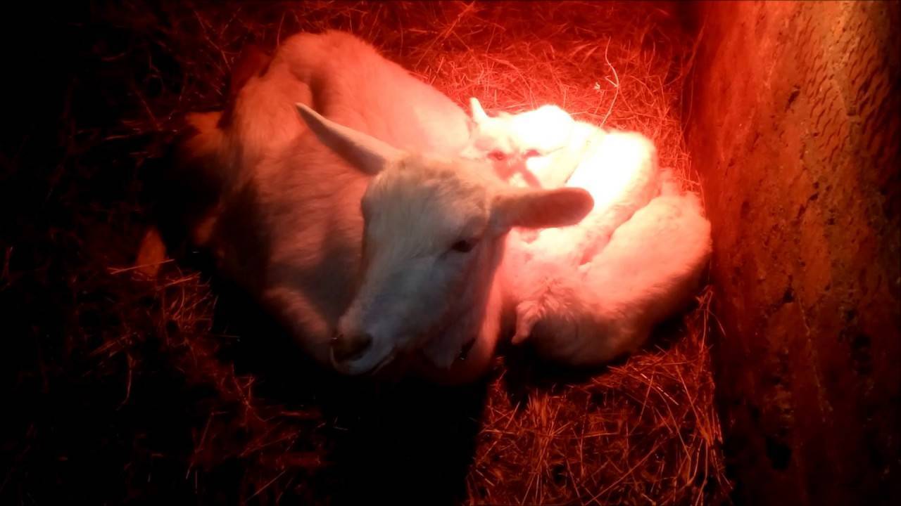 Что делать, если у козы после родов кровяные выделения