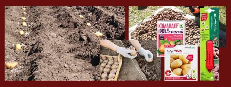 Обработка картофеля перед посадкой от болезней и вредителей