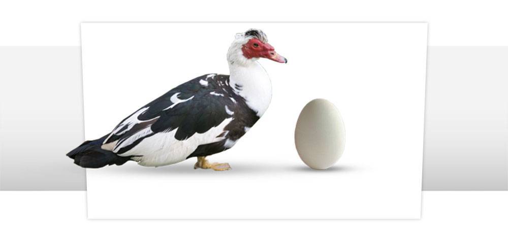 Инкубация яиц утки