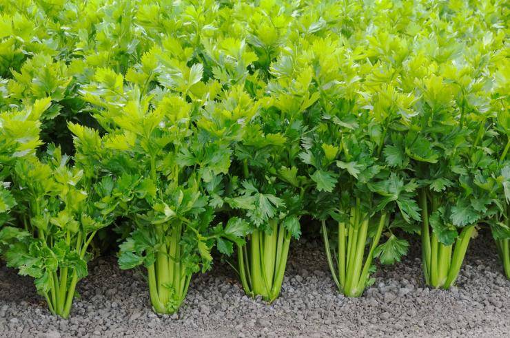 Черешковый сельдерей — правильно выращиваем полезное растение