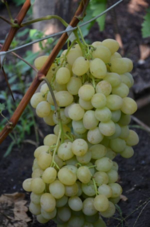 Выращивание винограда как бизнес - бизнес-план с расчетами