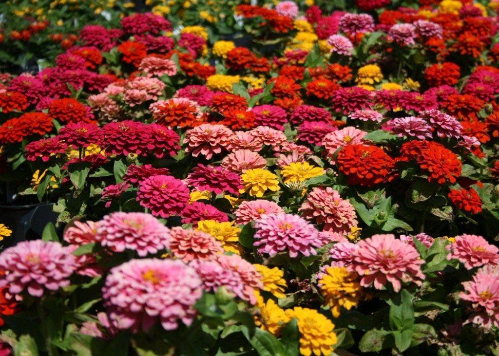 Цветы "циния" для сада: сорта с фото и описанием, посадка и уход