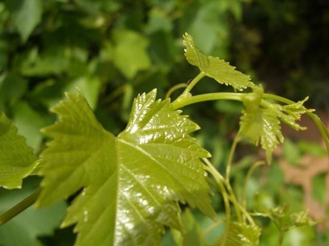 Виноград лидия, сорт винограда лидия