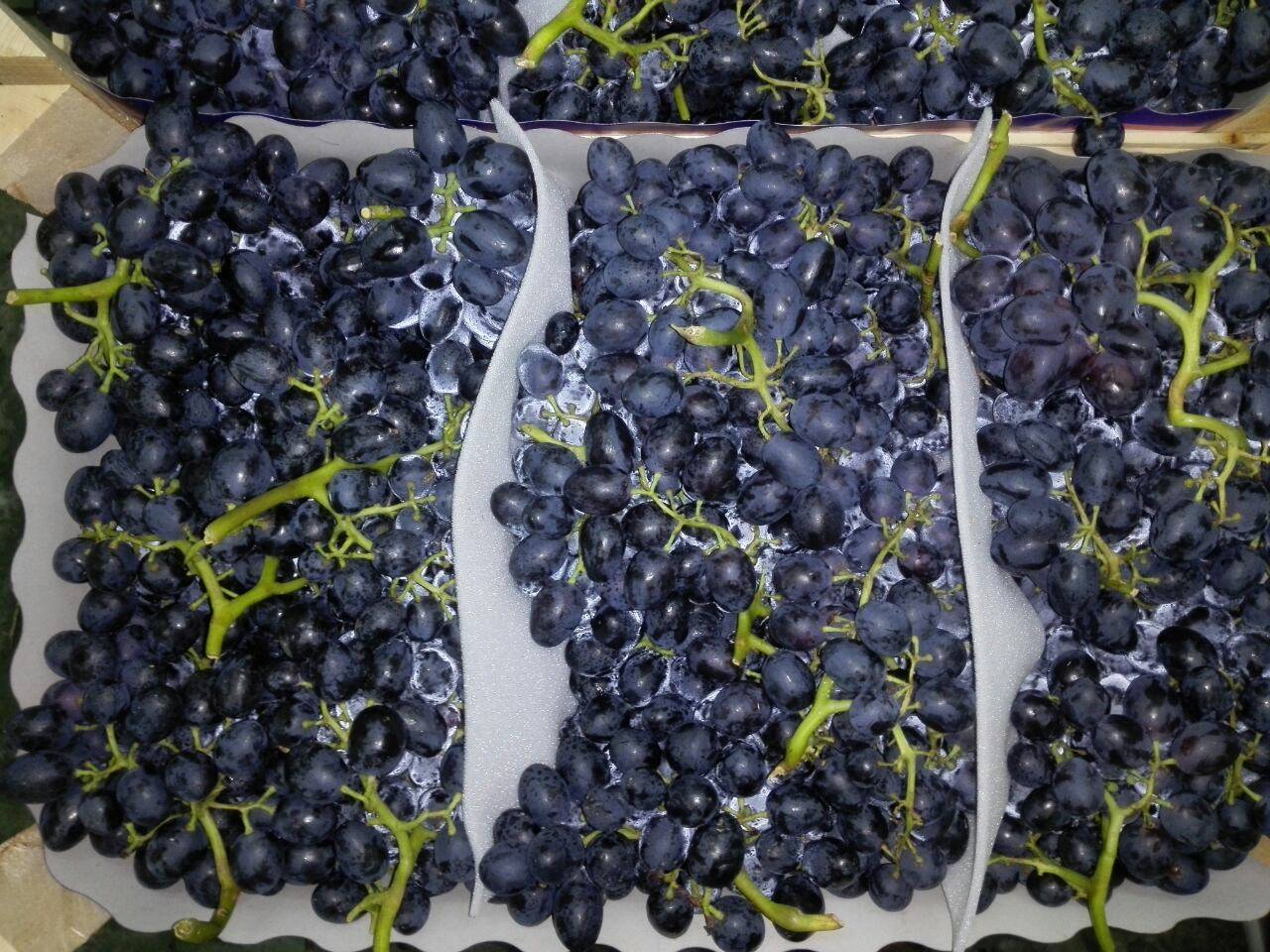 Описание сорта винограда аттика: отзывы садоводов