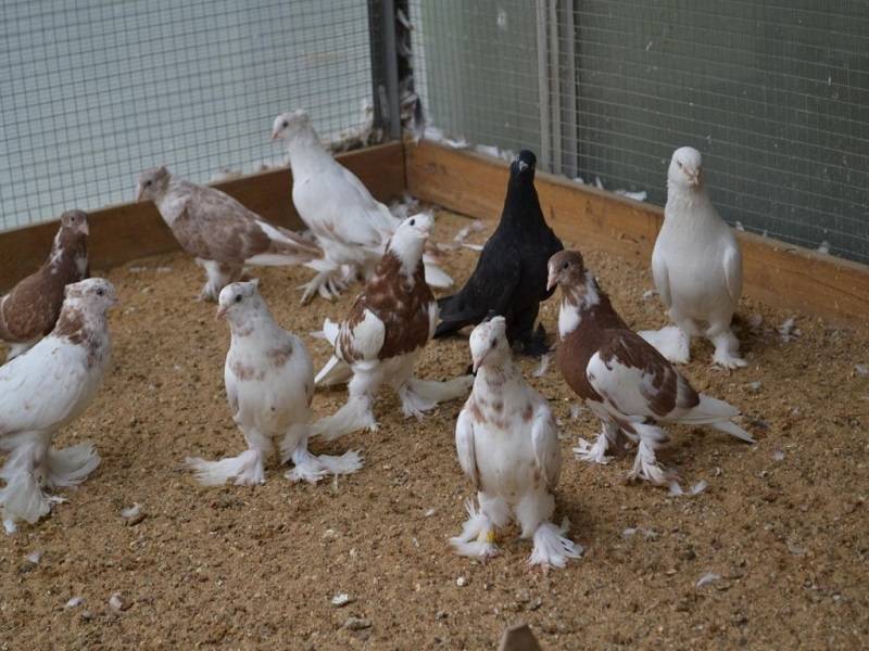 Бакинские голуби (19 фото): особенности бойных «бакинцев», широкохвостые и многоперые, высоколетные и мраморные виды, шейки и зеркальные птицы
