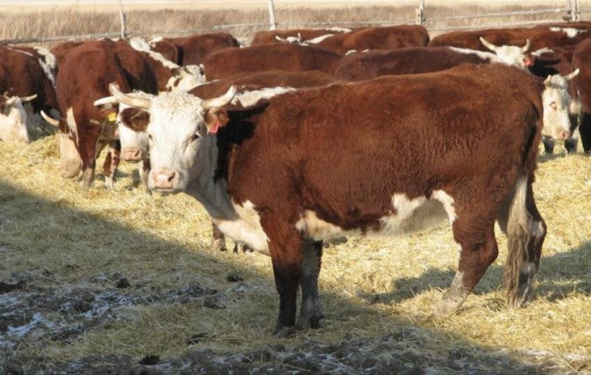 Казахская порода коров — характеристика белоголовой крс и отзывы