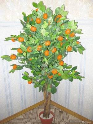 Как вырастить апельсины дома на подоконнике