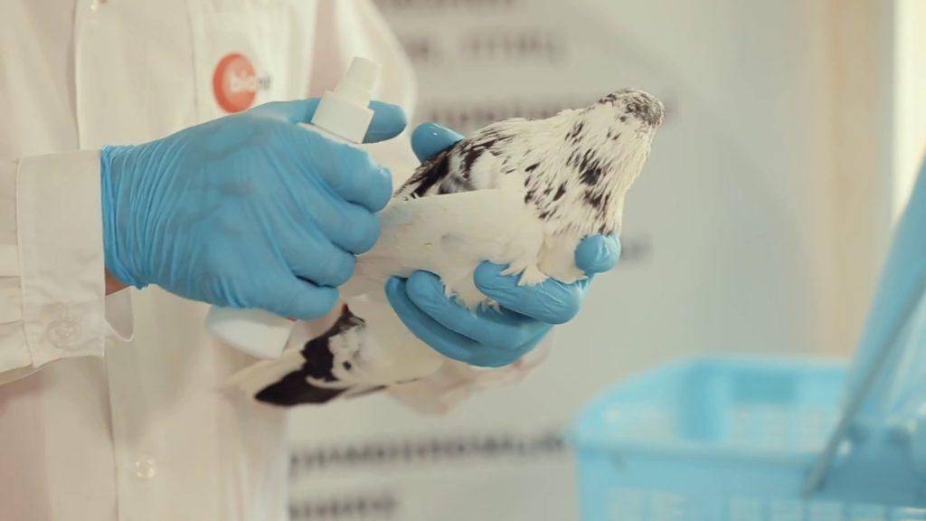 Вакцинация голубей: описание, характеристика — selok.info