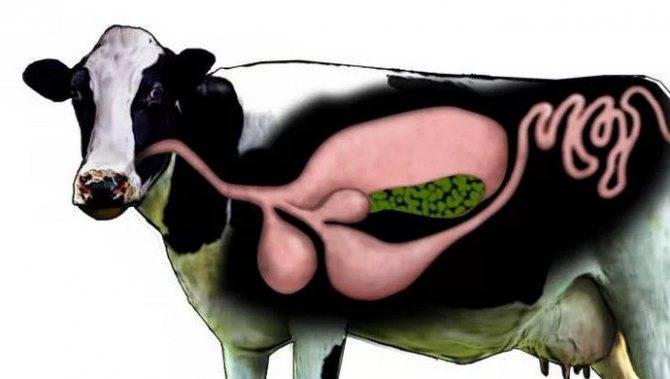 У коровы встал желудок. что делать в домашних условиях?
