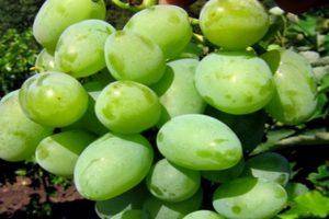 Описание и характеристика сорта винограда «левокумский»