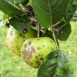 Яблоня "услада": описание сорта, фото, отзывы