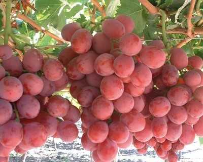 Почему виноград кишмиш без косточек и чем опасна солнечная ягода - новости на kp.ua