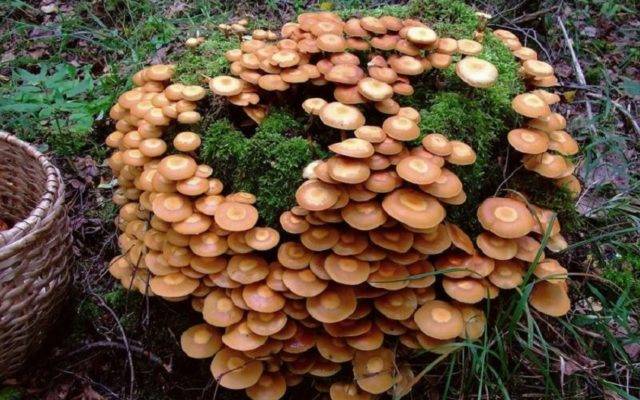 Грибники кубани: сбор весенних и летних видов грибов в краснодарском крае