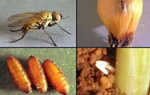 Как избавиться от луковой мухи на грядке: чем полить лук - средства для обработки