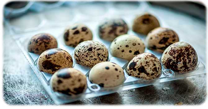 Польза и вред перепелиных яиц для мужчин, как правильно принимать их для потенции