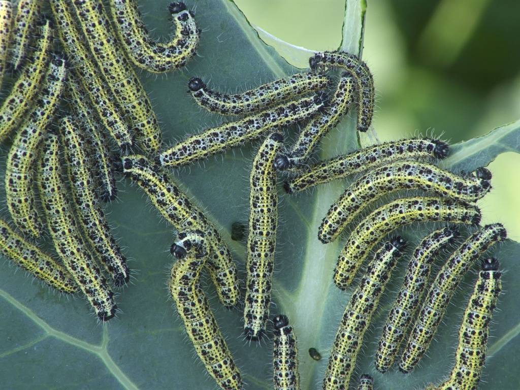 Красивый враг вашего огорода: бабочка капустница