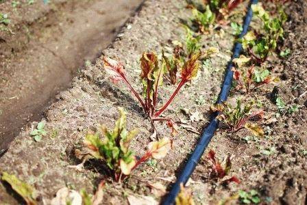 Как сажать свеклу – семенами в грунт и рассадой + видео