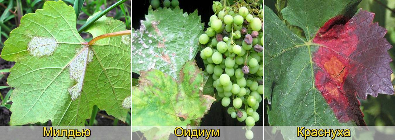 Чем опрыскивать виноград от болезней и вредителей