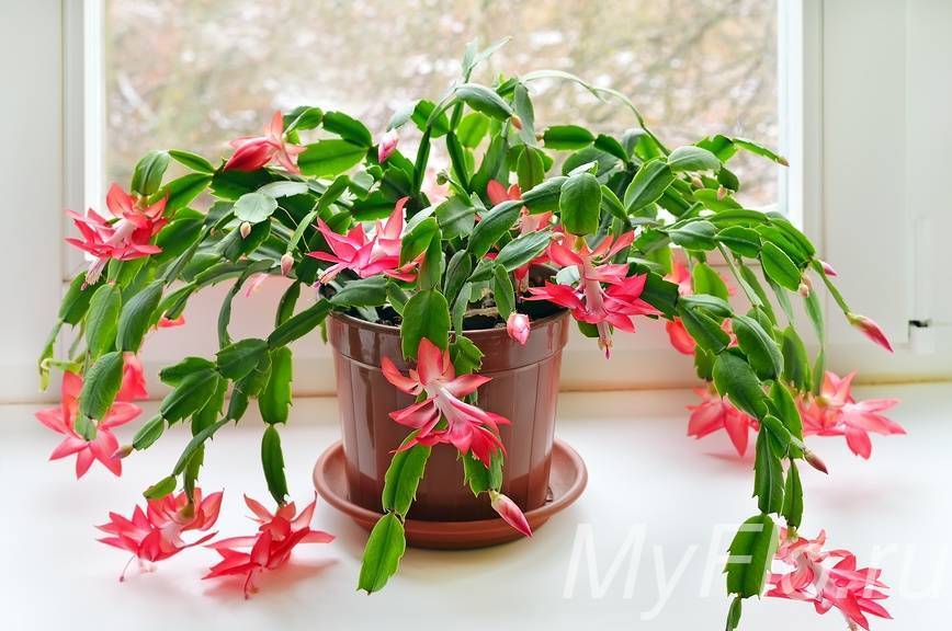Декабрист (61 фото): уход за цветком в домашних условиях, особенности цветения комнатной шлюмбергеры. почему оно называется рождественником?