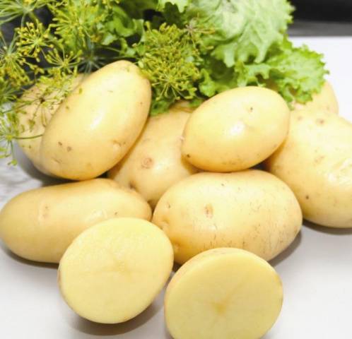 Картофель "колетте": описание сорта, фото, отзывы