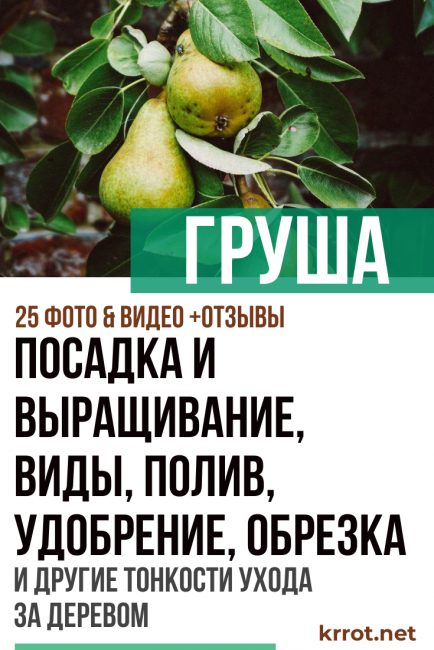Правила выращивания сорта груши москвичка