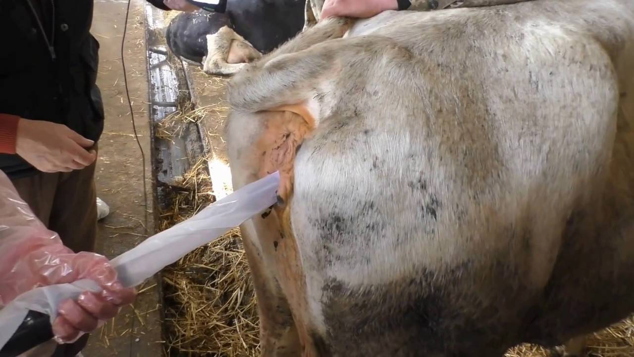 Искусственное осеменение коров — способы, инструкция