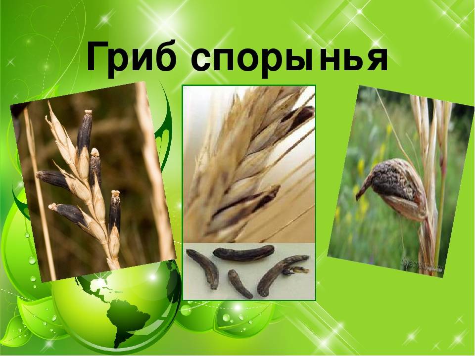 Спорынья зерновых культур: лечение, описание и фото спорыньи | bayer crop science россия