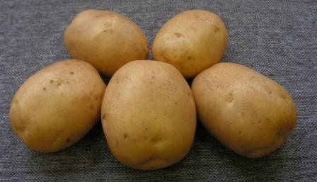 Характеристика сорта картофеля Лидер