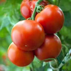Сорт томата евпатор: урожайность и советы по выращиванию