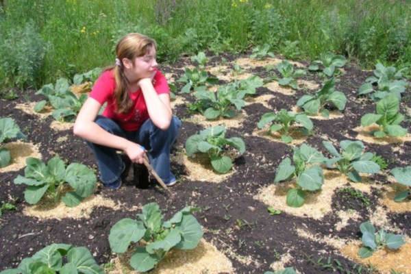 Как вырастить цветную капусту на огороде: все секреты