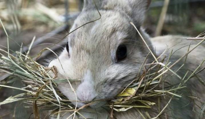 Комбикорм для кроликов: состав, виды, приготовление своими руками