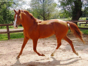 4 основные породы мини-лошадей: описания и особенности