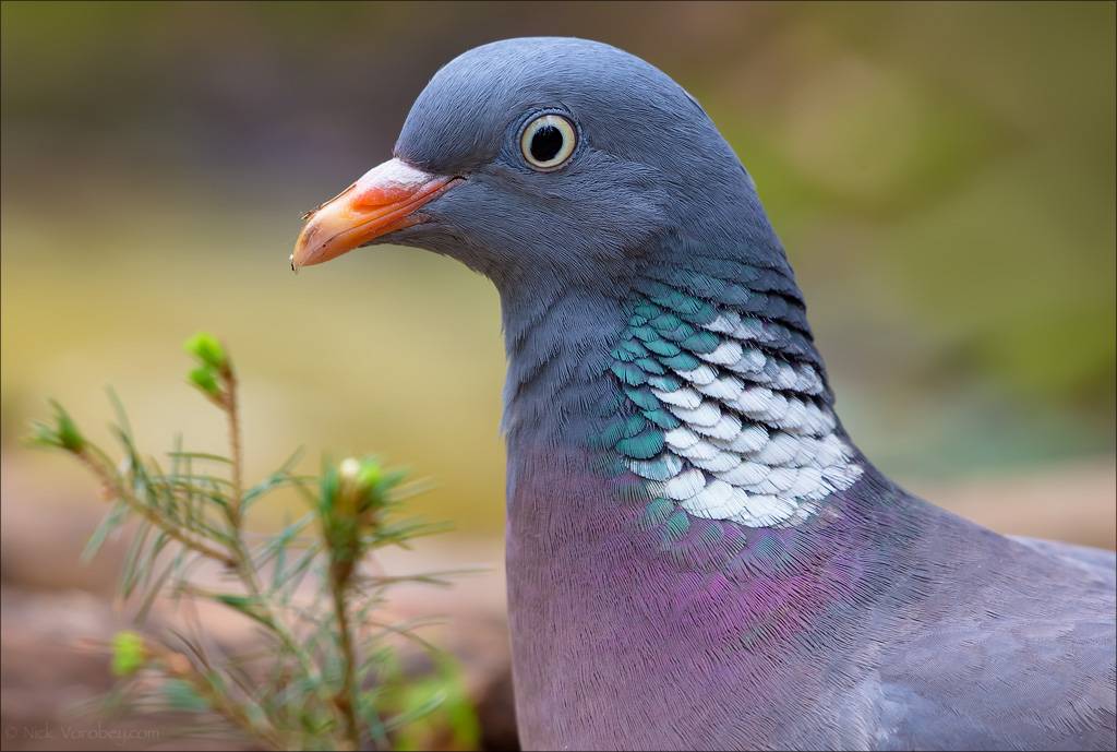 Дикий голубь (вяхирь, горлица, лесной) - фото и описание, где живут