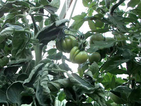 Что следует предпринять, если жируют помидоры в теплице: действенные меры и профилактика